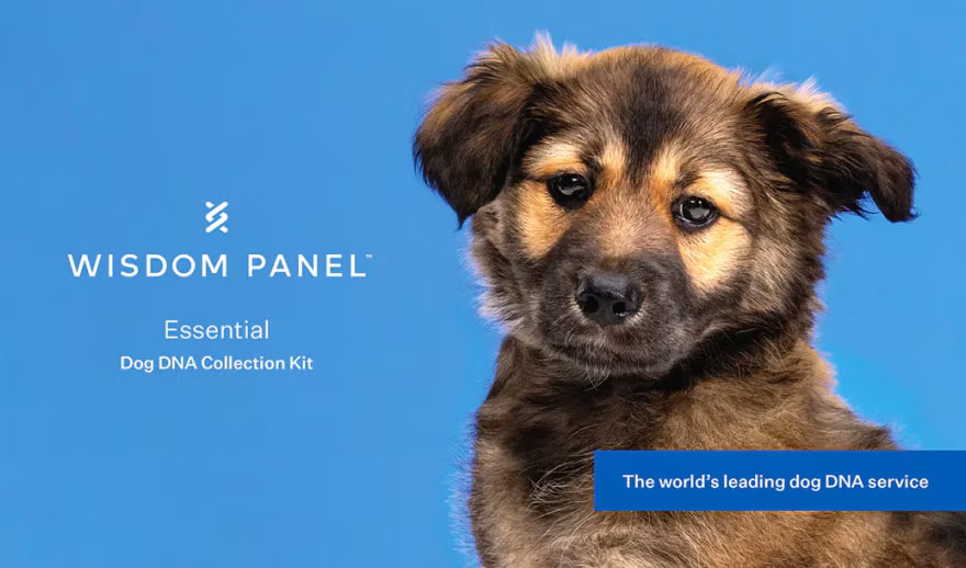 Wisdom Panel™ Essential Dog DNA Test