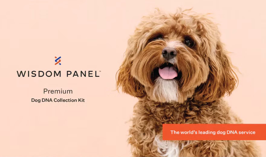 Wisdom Panel™ Premium Dog DNA Test